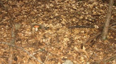 Cèpes dans les feuilles