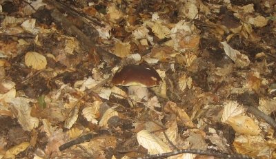 Cèpes bordeaux dans les feuilles