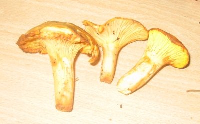Girolles