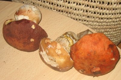 Cèpes de bordeaux, tête de nègre...