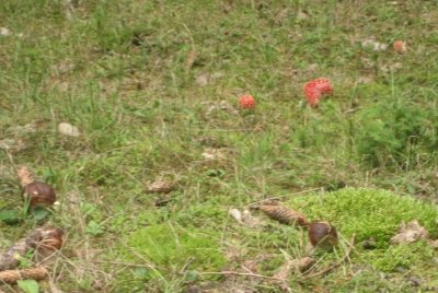 Cèpes prés des amanites