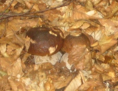Quelques girolles