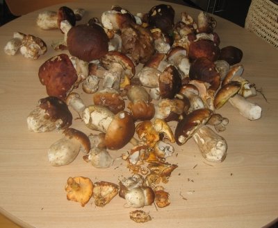 Panier de cèpes