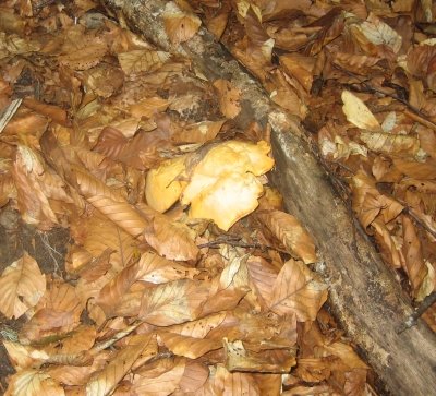 Quelques girolles