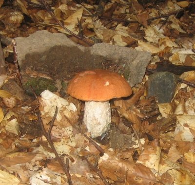 Cèpes dans les feuilles de prés