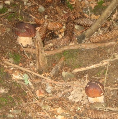 Cèpes dans les épines