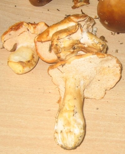 Girolles