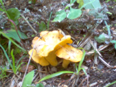Chanterelles dans la mousse