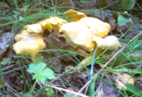 Chanterelles dans l'herbe