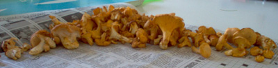 Chanterelles dans la mousse