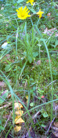 Chanterelles dans l'herbe