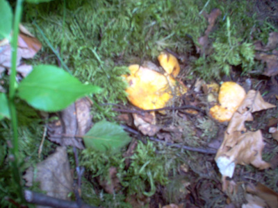 Chanterelles dans la mousse