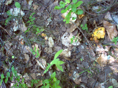 Chanterelles dans le sous bois