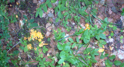 Chanterelles dans l'herbe