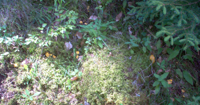 Chanterelles dans l'herbe