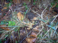 morilles noires