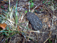 morilles noires