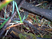 morilles noires