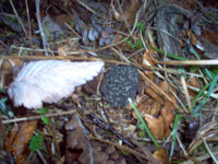 morilles noires