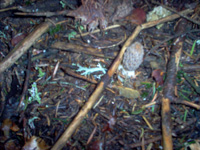 morilles grises
