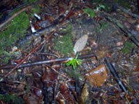 morilles grises