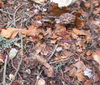 morille en sous bois