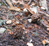 morilles jaunes claires