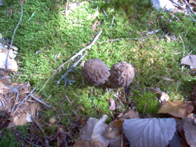 Morilles dans la mousse