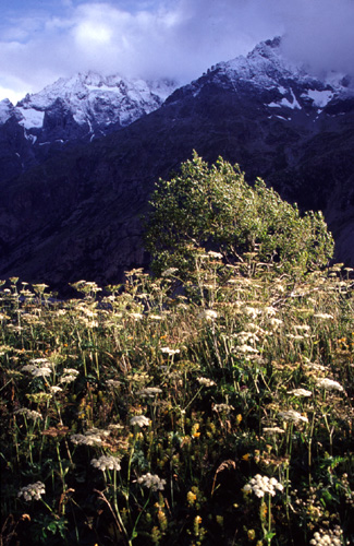 fleur et montagne