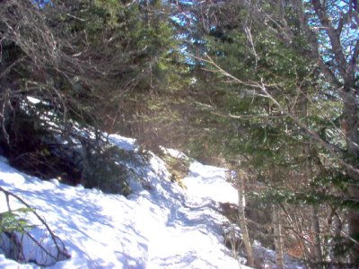 Randonn�e entre les sapins
